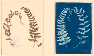 Uit het Hatton Fern Album door Unknown