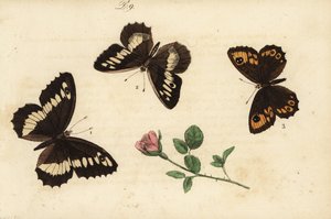 Grote weerschijnvlinder, Brintesia circe, kluizenaar, Chazara briseis, en grote muurvlinder, Lasiommata maera door Unknown