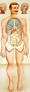 Menselijk anatomie uitklapbaar educatief model, ca. 1895 door Unknown
