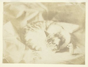 De kat van Mevr. Craik