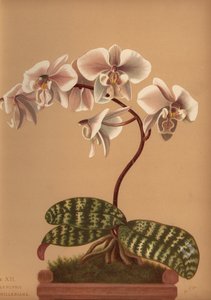 Phalaenopsis schilleriana door Unknown