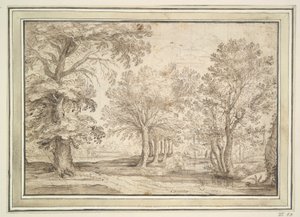 Bomen op moerassige grond