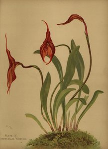 Veitchs masdevallia of koning van de masdevallias, Masdevallia veitchiana
