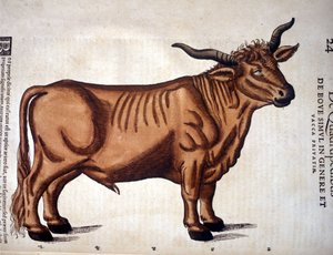 Een rund uit de Historia Animalium van Conrad Gesner, Tiguri 1560. Biblioteca nazionale Braidense. Milaan