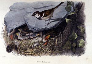 Een bord dat een gewone vogel (of mus) bij zijn nest voorstelt