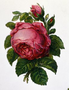 Een roos door Unknown artist