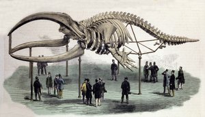 Een skelet van walvissen aan het Royal College of Surgeons in Londen. Gravure uit de 19e eeuw