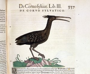 Een wilde raaf uit de Historia Animalium van Conrad Gesner, Tiguri 1560. Biblioteca nazionale Braidense. Milaan door Unknown artist