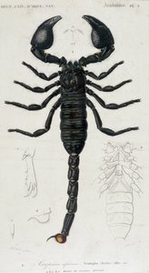 Afrikaanse Schorpioen - Natuurhistorisch Bord