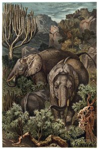 Afrikaanse olifant (Loxodonta) - gravure uit 
