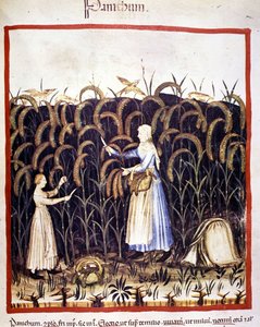 Landbouw. Recolle panic (graan). Illustratie uit de melk van geneeskunde en diëtetiek "Tacuinum sanitatis"