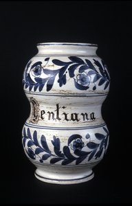 Albarelle: voormalige 16e-eeuwse apothekersvaas met gentiaan. Museum voor Wetenschap en Technologie, Milaan door Unknown artist