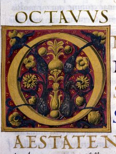 Alfabet: miniatuurletter O