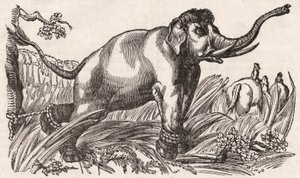 Een olifant gevangen in de savanne, Afrika door Unknown