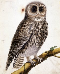 Een uil