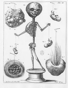 Anatomische plaat die een skelet voorstelt, door Frederik Ruysch (1638-1731), Nederlandse anatoom door Unknown artist