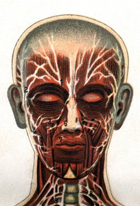 Anatomie: dwarsdoorsnede van de menselijke schedel, doorsnede gezien vanaf de voorkant die het spierstelsel weergeeft. 