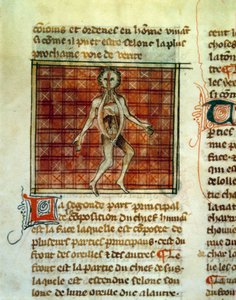 Anatomie van het menselijk lichaam
