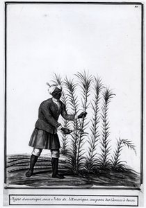 Antillen, huisneger snijdt suikerriet. door Unknown artist