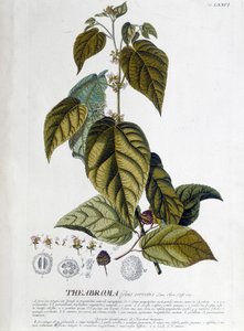 Arbroma theeplant - botanische plaat door Unknown artist