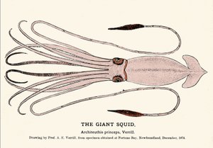 Architeuthis princeps, de reuzeninktvis aangespoeld op het strand van Fortune Bay (Newfoundland) in december 1874 en voor het eerst beschreven door professor A.E. Verrill. Gravure uit die tijd. door Unknown artist