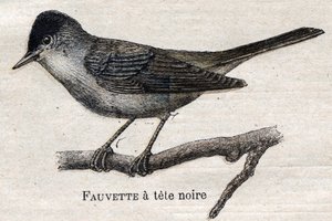 Vogels nuttig voor de landbouw: Zwartvoetboszanger