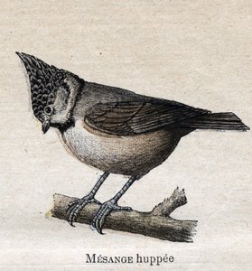 Vogels nuttig voor de landbouw: Kuifmees