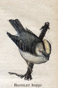 Vogels nuttig voor de landbouw: Gekroonde Goudhaan door Unknown artist