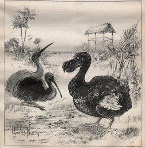 Vogels die verdwijnen: de dodo en de apteryx (of kiwi kiwi) - Gravure in 