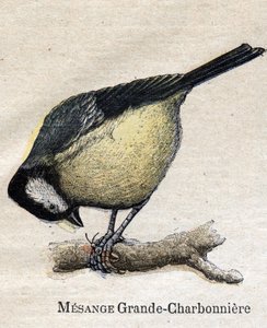 Vogels nuttig voor de landbouw: Grote Mees - Koolmees door Unknown artist