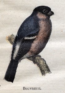 Vogels nuttig voor de landbouw: Bouvreuil door Unknown artist