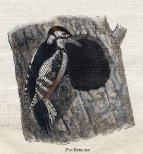 Vogels nuttig voor de landbouw: Specht