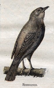Vogels nuttig voor de landbouw: Nachtegaal
