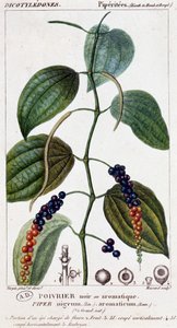 Zwarte of aromatische peper - botanische plaat. 19e eeuw door Unknown artist