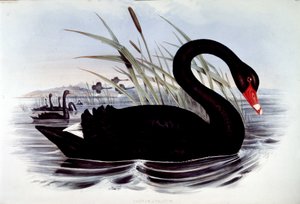 Zwarte zwaan (cygnus atratus) - uit J. Gould