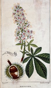 Botanische plaat - Bloemen, bladeren en vruchten van kastanjeboom