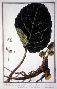 Botanische plaat: blad en wortels van rabarber. 19e-eeuws herbarium door Unknown artist