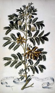 Botanische plaat: Mimosa. 19e-eeuws herbarium door Unknown artist