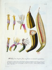 Botanische plaat: bloemen en bananensnede. n.d. 19e eeuw