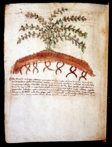 Botanische plaat die het gras feniculo maggiore voorstelt. Biblioteca comunale di Rimini