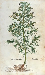 Botanische plaat: rozemarijn (rosmarinus). Herbarium van Leonhard Fuchs, 