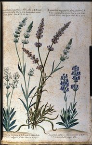 Botanische plaat: echte lavendel (Lavandula angustifolia) en aspic lavendel (Lavandula latifolia)