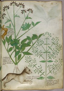 Botanische illustratie van een plant en een wolf door Unknown artist