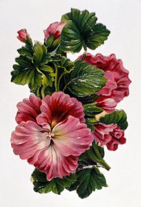 Boeket bloemen. Chromolithografie uit de 19e eeuw.