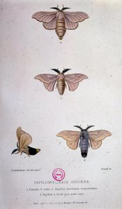 Vlinders: Zijderupsenziekte - Studie van Pasteur