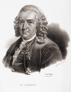 Carl Von Linné Zweedse natuuronderzoeker en schrijver (1707 - 1778). door Unknown artist