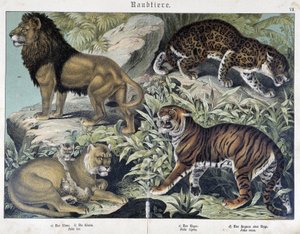 Katten: leeuw, leeuwin, tijger - in 