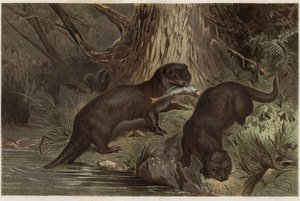 Chileense otter - De zuidelijke rivierotter, Lontra provocax - gravure uit 