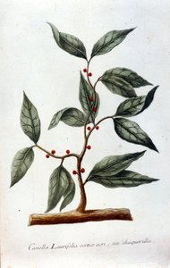 Kaneel. 19e-eeuws herbarium.