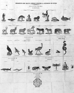Classificatie van Carl Von Linné Zweedse natuuronderzoeker en schrijver (1707 - 1778). Gravure uit de 19e eeuw.